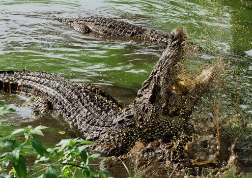 Mouth and teeth of the Cuban crocodile (Crocodylus rhombifer) from the water