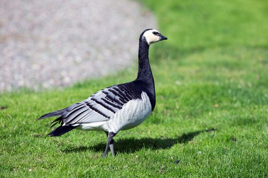 A Barnacle Goose on a lawn
