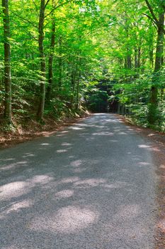 Asphalt Forest Road in Italy