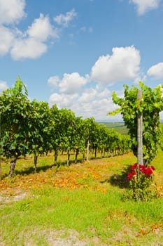 Hill of Tuscany with Vineyard in the Chianti Region