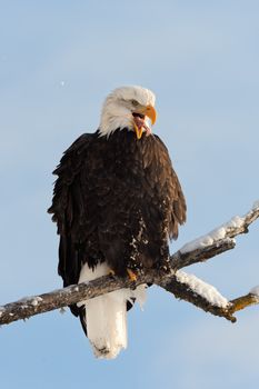 Winter Close up Portrait of a Bald eagle (Haliaeetus leucocephalus washingtoniensis ).