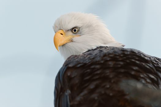 Winter Close up Portrait of a Bald eagle (Haliaeetus leucocephalus washingtoniensis ).