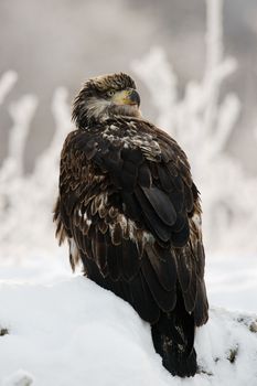 Winter Close up Portrait of a young Bald eagle (Haliaeetus leucocephalus washingtoniensis ).