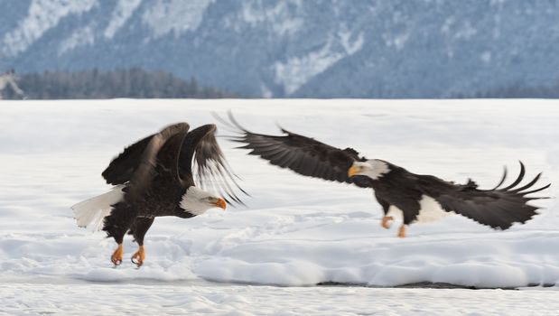 Two Bald Egles (HALIAEETUS LEUCOCEPHALUS)  fly up from snow.