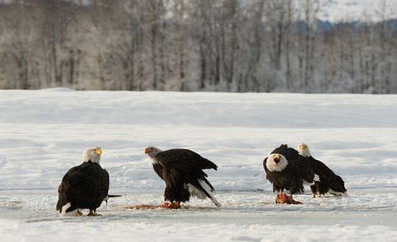 Four Bald Egles (HALIAEETUS LEUCOCEPHALUS) eat a salmon on snow