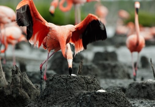 Colony of Great Flamingo the on nests. Rio Maximo, Camaguey, Cuba. 