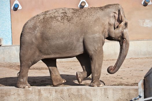 Beautiful photo of huge gray elephant walking in zoo