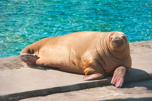 Fat and heavy sea mammal Walrus in zoo