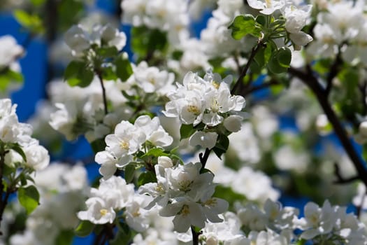 Beautiful spring blossom of apple cherry tree with white flowers