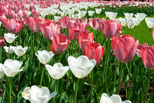 Beautiful colourful tulip flowers background in spring