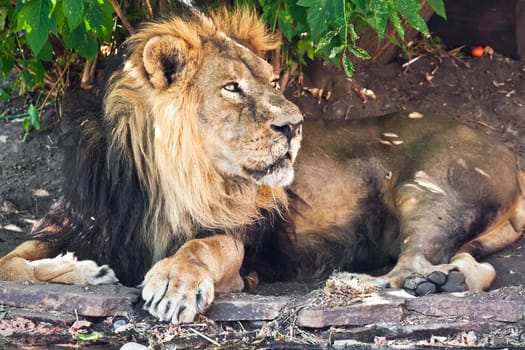 King of animals - African male lion in zoo