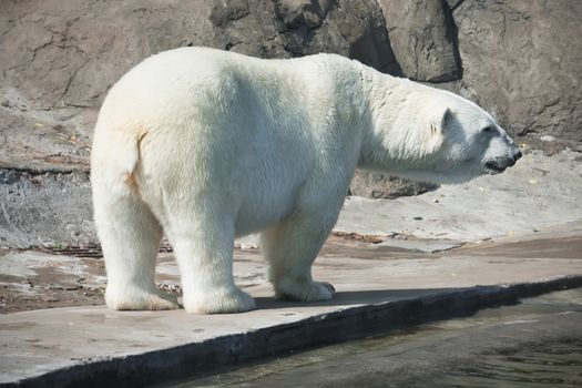 Nice photo of cute white polar bear