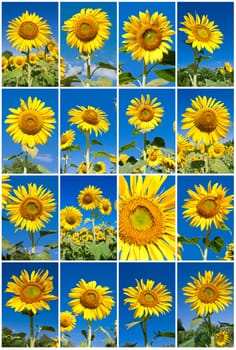 Collection of big yellow sunflowers under blue sky