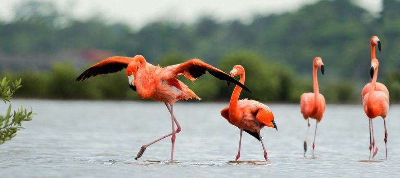 American Flamingos ( Phoenicopterus ruber ) walk on the water.