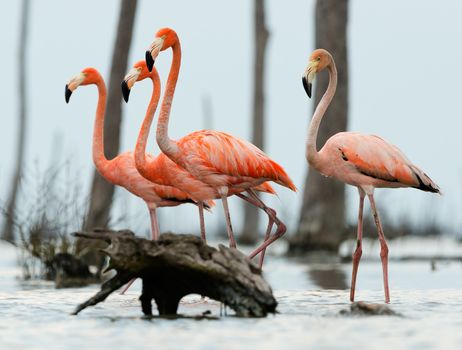 American Flamingos ( Phoenicopterus ruber ) walk on the water.