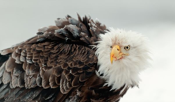Winter Close up Portrait of a Bald eagle (Haliaeetus leucocephalus washingtoniensis ).