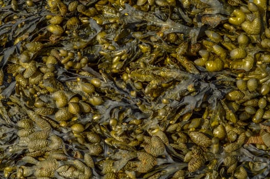 Abstract Background Of Seaweed On A Beach