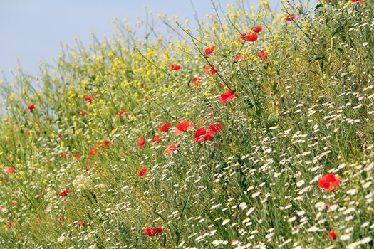 meadow with wild flowers nature background