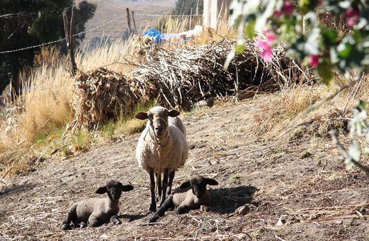 Mother Sheep and two Babies Lambs at the pasture