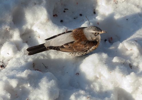 The bird Thrush sits on a mountain ash branch in winter day