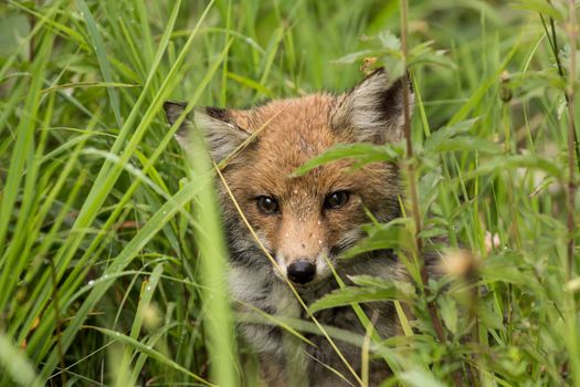 Little fox hidden in the tall grass