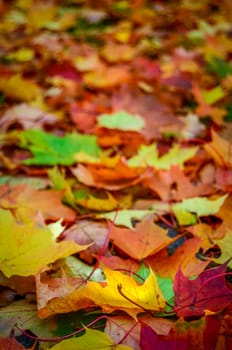 Background Of Autumn Fall Leaves With Shallow DoF