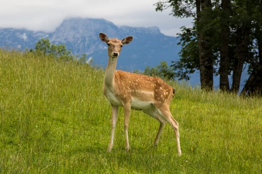 Young fallow-deer in the high mountains