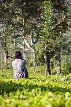 Tawalantenne, Sri Lanka - February 18: Man cuts the tree on a tea plantation. Sri Lanka is the world's fourth largest producer of tea.