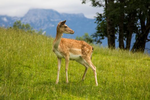 Young fallow-deer in the high mountains
