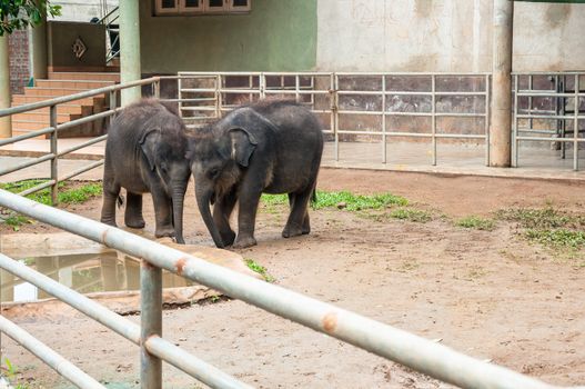 Two young elephants at Pinnawela Elephant Orphanage, Sri Lanka