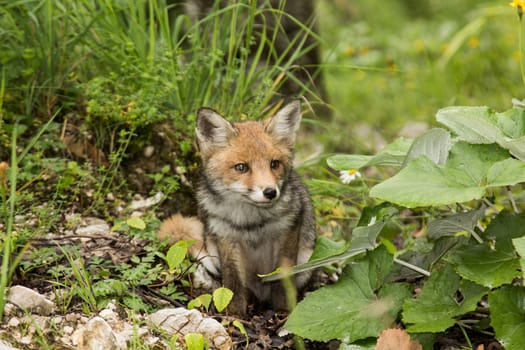Little fox hidden in the tall grass