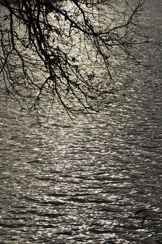 The reflection of the light of the setting sun on the water and hanging tree branches