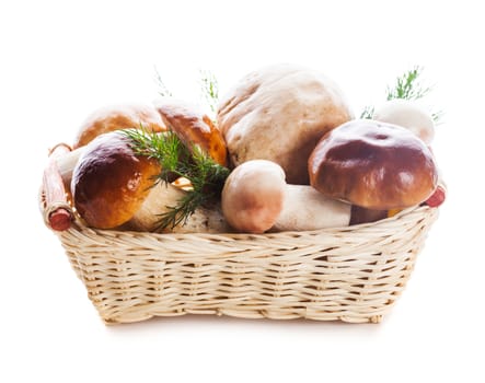 Ceps in the basket prepared for cooking isolated