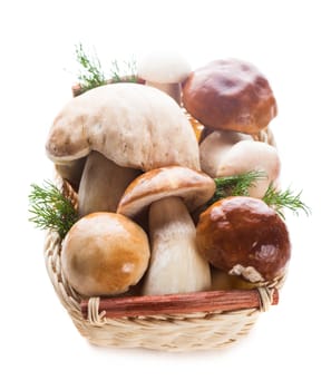 Ceps in the basket prepared for cooking isolated