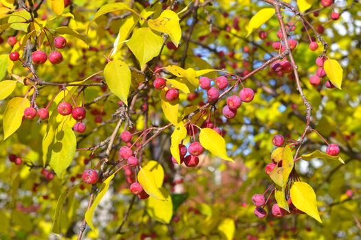 Apple-tree branch with small apples and yellow leaves. autumn paints