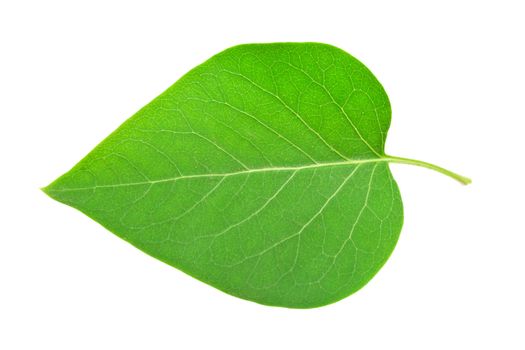 Beautiful macro photo of green leaf, isolated on white background