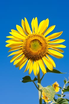 Beautiful close-up photo of big yellow sunflower