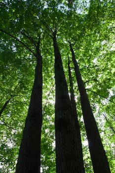 Beautiful photo of green forest on sunny day