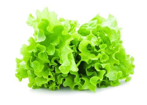 Fresh green Lettuce salad isolated on white background