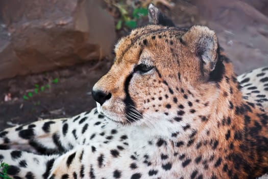 Beautiful close-up portrait of young graceful Cheetah