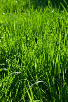 Green lush grass background under bright sunlight