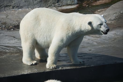 Nice photo of cute white polar bear