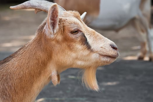 Nice close-up portrait of cute baby goat