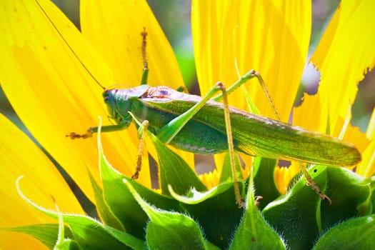 Macro photo of big grasshopper sitting on sunflower