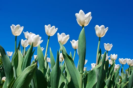 Beautiful colourful tulip flowers background in spring