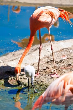 Beautiful American Flamingo staying in water, zoo lake