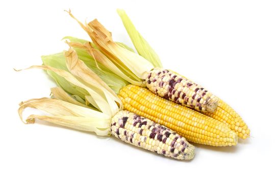 Sweet corn isolated on white background