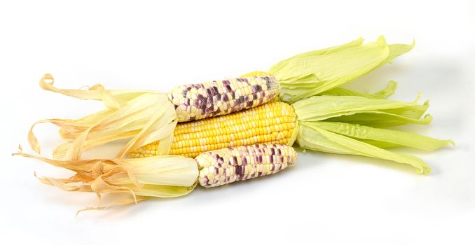 Sweet corn isolated on white background