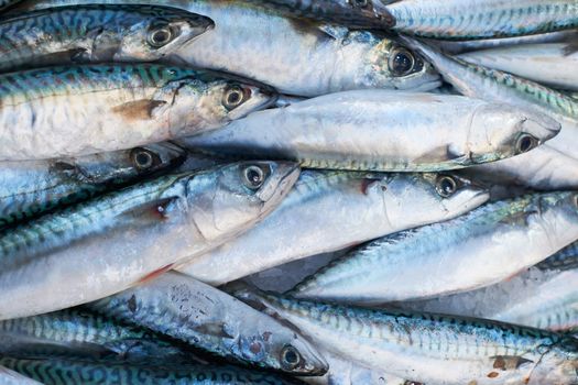 Fresh mediterranean mackerel  fish for sale on market of Marseille, France