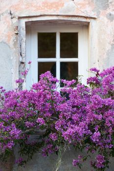Typical Saint Tropez window with flowers in winter season